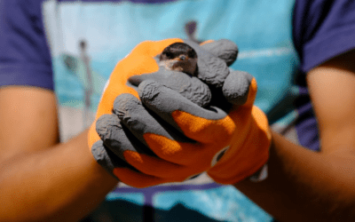Projeto “Alojamento Local para Aves” Regista Taxa de Ocupação Recorde